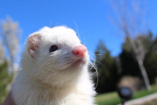 /Images/uploads/Humane Society of Utah/HSUCalendar/entries/660thumb.jpg
